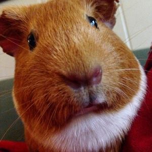 Meet your Posher, Ramona